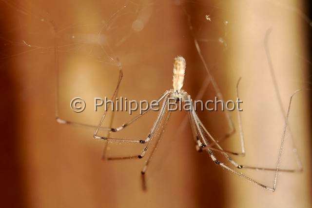 Pholcidae_4490.JPG - France, Pyrénées-Atlantiques (64), Araneae, Pholcidae, Pholque phalangide (Pholcus phalangioides) sur sa toile, Daddy longlegs